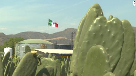 Cactus biofuel: Mexico&#39;s &#39;Green Gold&#39;