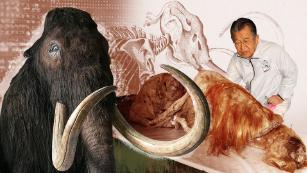 The 90-year-old Japanese scientist still dreaming of resurrecting a woolly mammoth