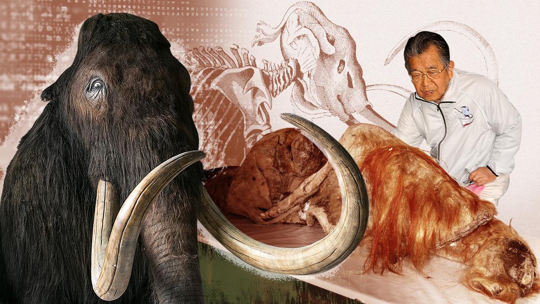 Scientists move step forward in cloning woolly mammoth Kindai Picks