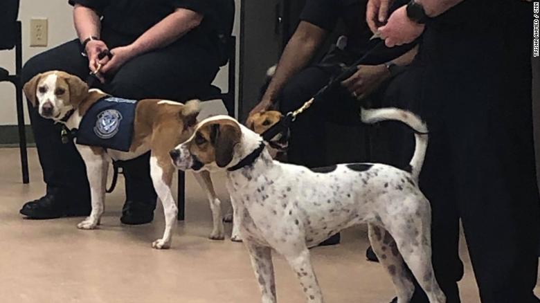 Cardie (right) had a broken femur and injured face when the USDA met her three months ago. They suspect Cardie was hit by a car before entering the animal shelter. Her wounds are now healed.