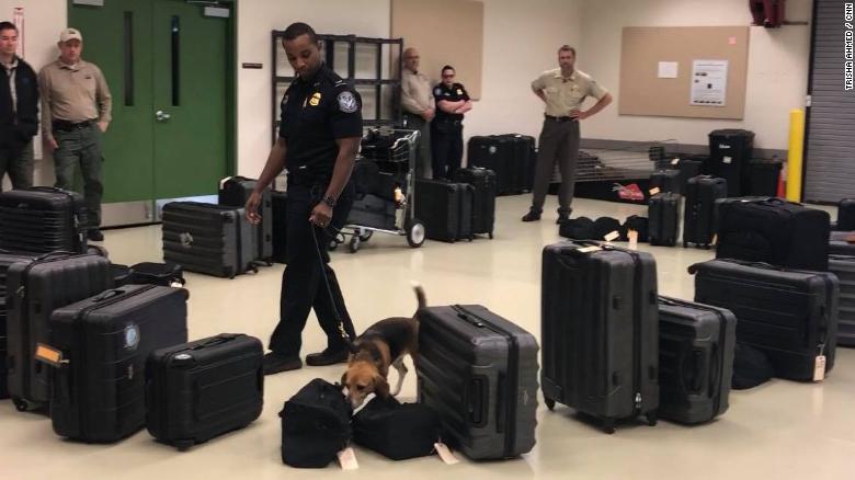 Chipper sniffs for fruits, plants, and meat products in an airport simulation activity.