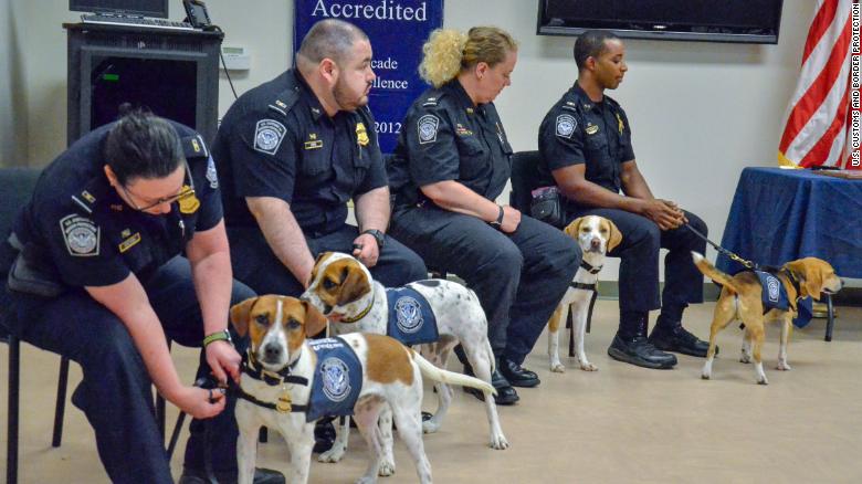 Chaze, Cardie, Marlee and Chipper, as seen from left to right, graduate into the &quot;Beagle Brigade&quot; and wear their uniforms for the first time.