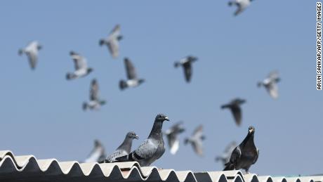 Chinese buyer bids record $1.4 million for racing pigeon