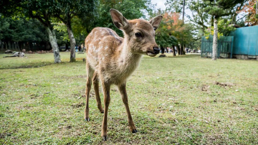 how many stomachs does a deer have