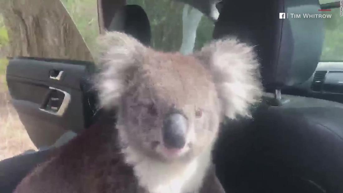 Dejó la puerta abierta y un koala se metió en el auto - CNN Video