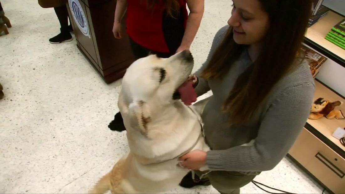 Los perros labradores son los más populares en EE.UU. - CNN Video