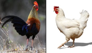 Chickens, right, descend from birds like the red junglefowl. 