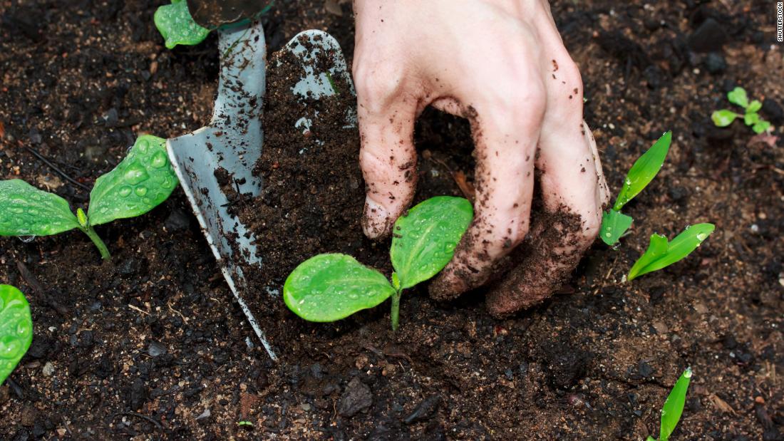 How to avoid the dangerous bacteria that can lurk in potting mix - CNN