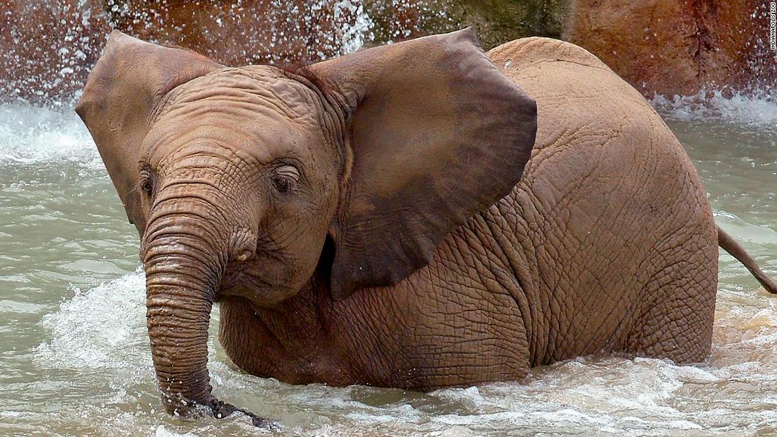 Indianapolis Zoo: Two female elephants die of herpesvirus days apart - CNN