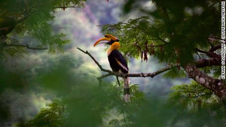 A Great Hornbill in India in &#39;Our Planet&#39;