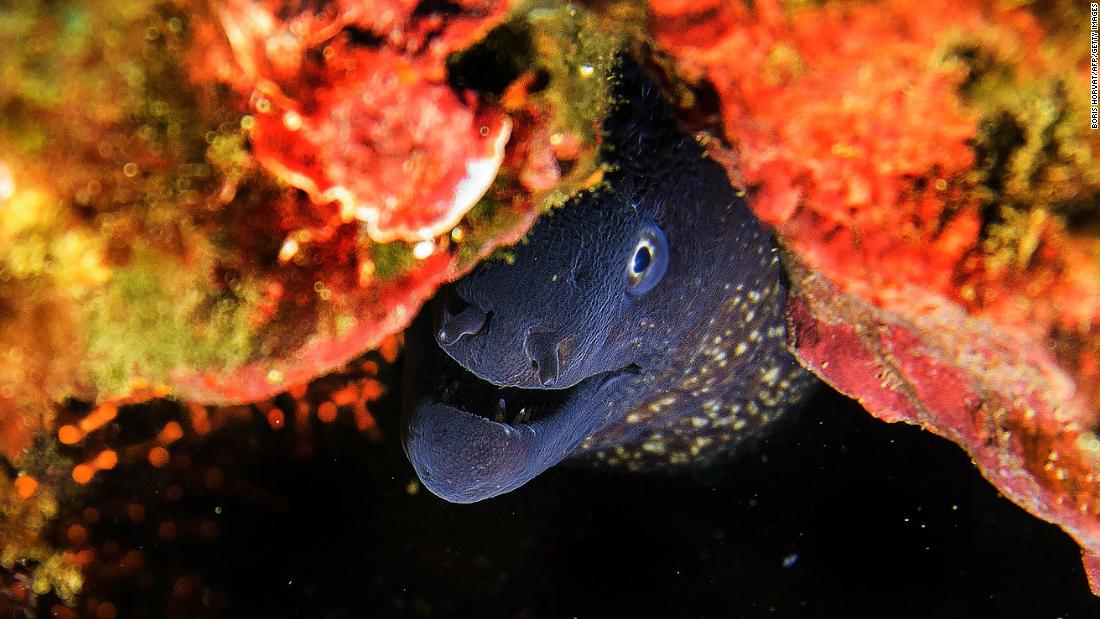 TOPSHOT - This picture taken on March 23, 2019 shows a Mediterranean moray sometimes also called Roman eel (Murena helena) at the Riou islands near Marseille, southern France. (Photo by Boris HORVAT / AFP)        (Photo credit should read BORIS HORVAT/AFP/Getty Images)