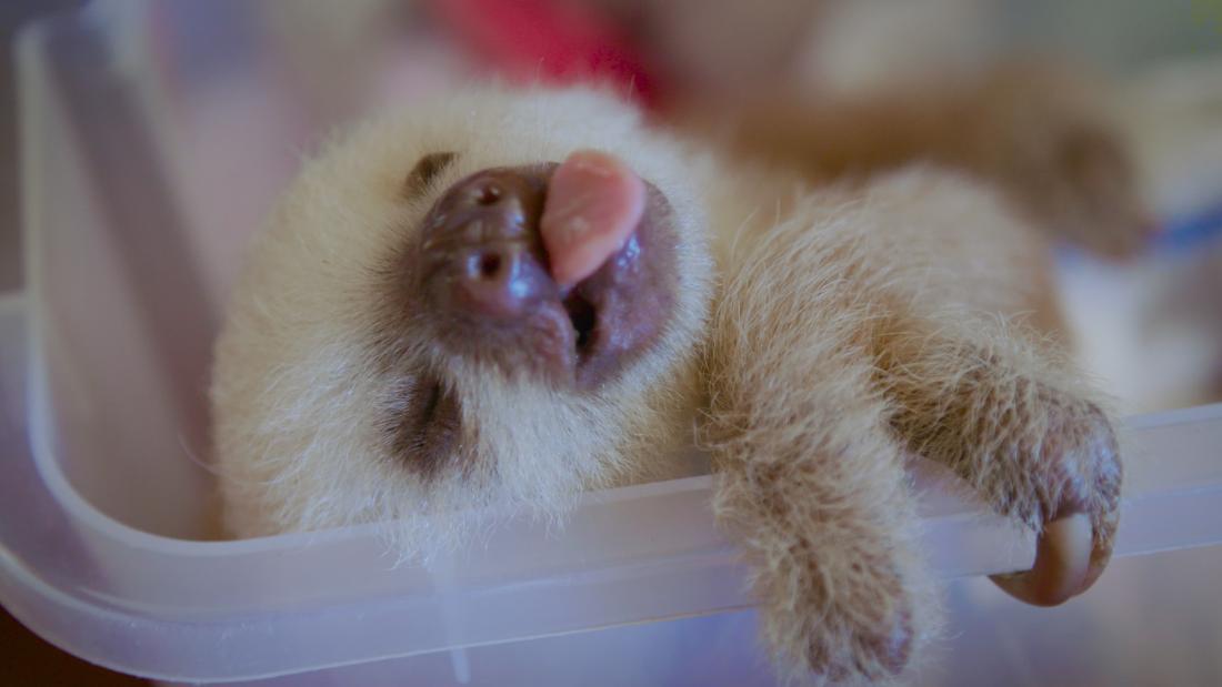 baby sloths wallpapers