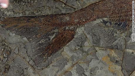 A 66-million-year-old fish fossil uncovered by paleontologists from the University of Kansas and University of Manchester