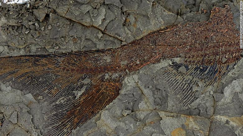 Found: Fossils created by asteroid that annihilated dinosaurs