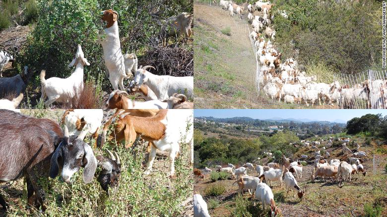 Environmental Land Management&#39;s goats hard at work around southern California. 