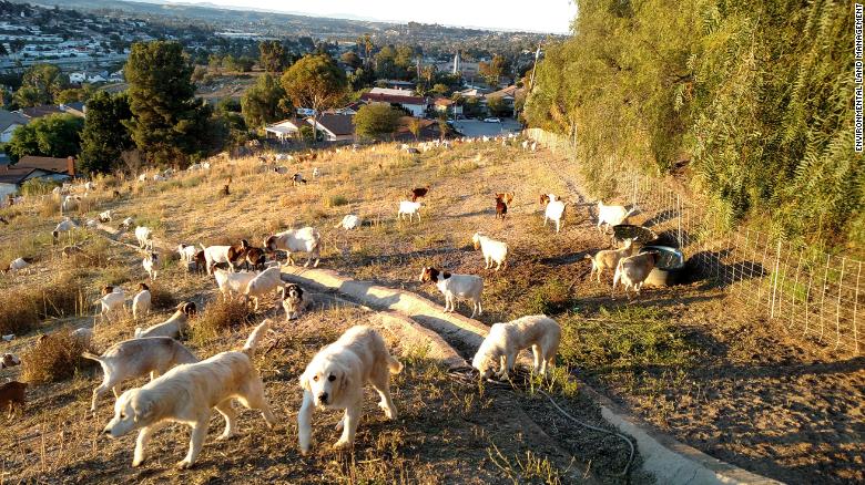 Great Pyrenees guardian dogs protect grazing goats from predators.