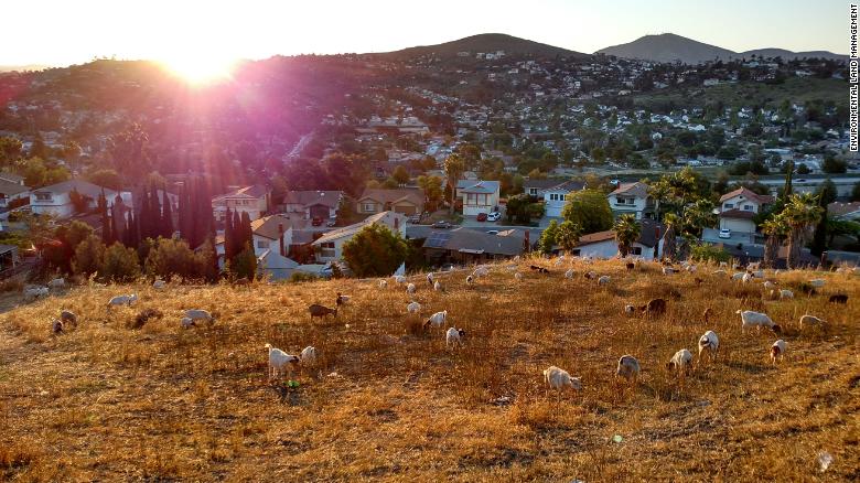 Johnny Gonzales&#39; goats at work in Lemon Grove, near San Diego.