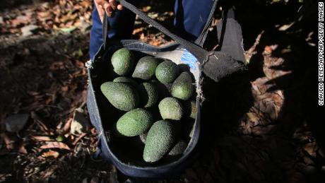 In Chile&#39;s arid Petorca, every cultivated hectare of avocados requires 100,000 liters of irrigated water a day. Photo taken on March 6, 2018. 