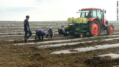 Blue Forest Farms in Colorado plans to dedicate 1,000 acres of its land to hemp this year. 