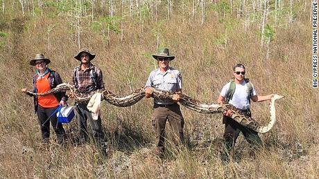 Record 17 Foot Long Python Captured In Florida Cnn Video