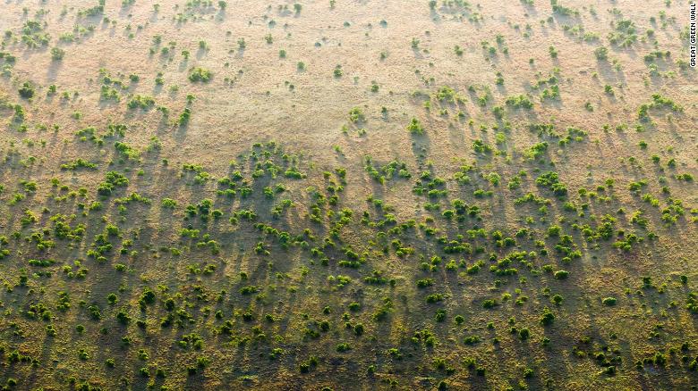 Africa&#39;s Great Green Wall aims to slow down desertification. 