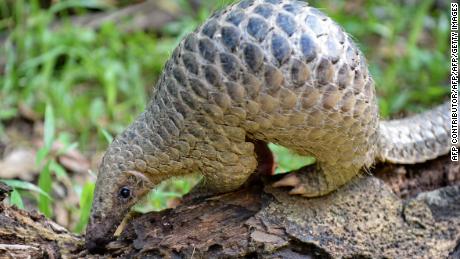 The Covid-19 culprit is us, not pangolins