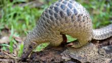 A baby Sunda pangolin nicknamed &#39;Sandshrew&#39; feeds on termites in the woods at Singapore Zoo on June 30, 2017.
Sandshrew was brought to the Wildlife Health and Research Centre on January 16, reportedly found stranded in the Upper Thomson area by a member of the public. Sunda pangolins are listed as critically endangered by the International Union for Conservation of Nature (IUCN).   / AFP PHOTO / ROSLAN RAHMAN        (Photo credit should read ROSLAN RAHMAN/AFP/Getty Images)