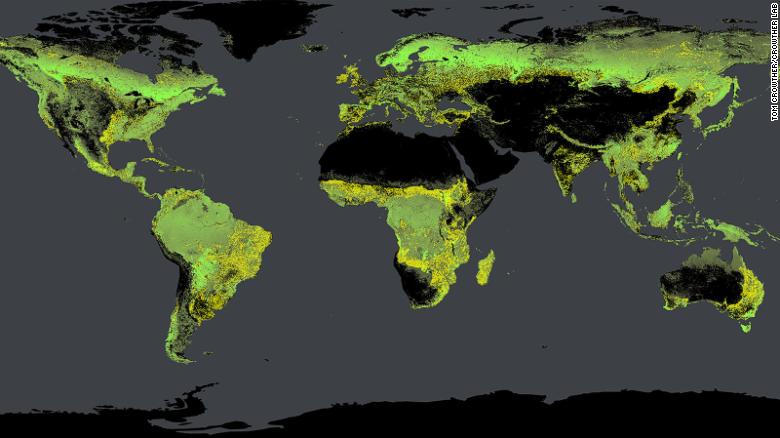 Global tree density, calculated by Crowther&#39;s team. Existing forests are shown in green, potential forests are yellow.