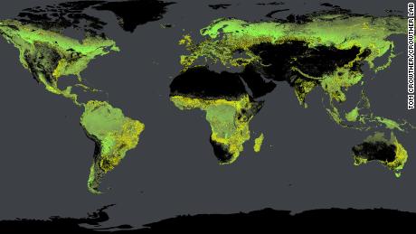 Global tree density, calculated by Crowther&#39;s team. Existing forests are shown in green, potential forests are yellow.