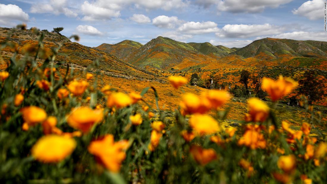 When Do The Poppies Bloom In California - Poppy Flower