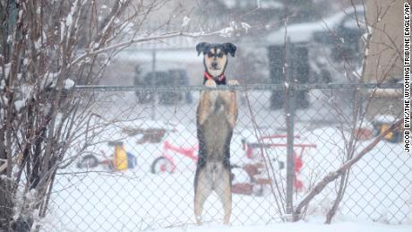 A dog is seen peeking over a chain link fence during a blizzard warning hitting southeast Wyoming on Wednesday. 