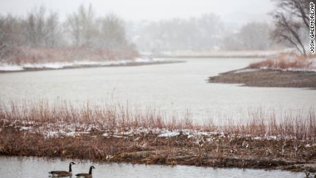 Geese swim in a pool of water along the North Platte River as snow falls Wednesday in Casper, Wyoming. 