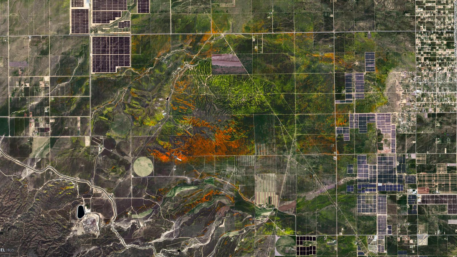 Here's what California's wildflower super bloom looked like from space ...