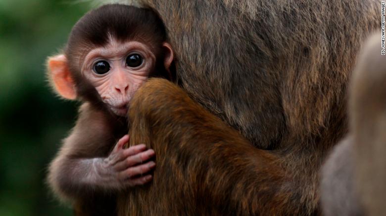 A baby rhesus macaque monkey looks out from the arms of its mother in Hong Kong on July 17, 2011.