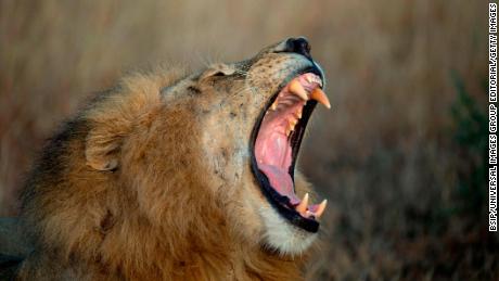 Serengeti National Park. Lion yawning, Panthera leo, Tanzania. (Photo by: BSIP/UIG via Getty Images)