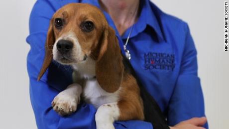 A beagle freed from an animal testing lab is up for adoption at the Michigan Humane Society.