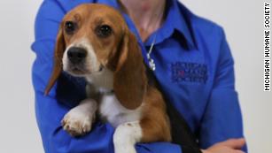 beagle dogs for rehoming