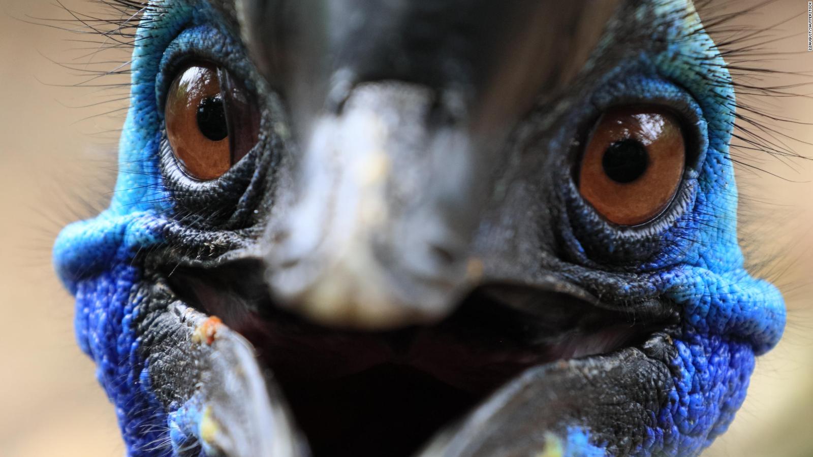 The cassowary bird: How the world's most dangerous bird got its unique