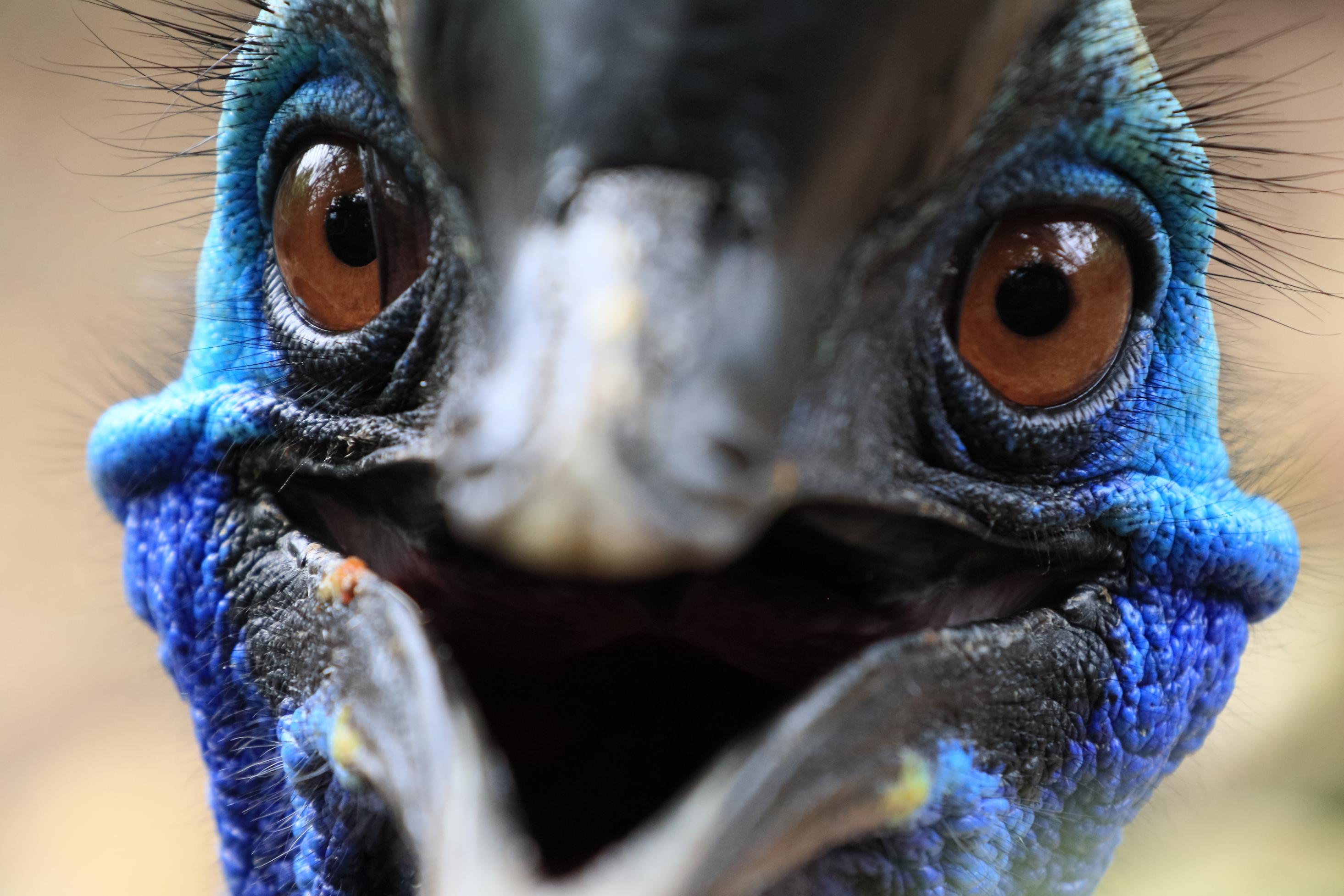 Rejse Gurgle forkorte Cassowary, a rare emu-like bird, kills Florida man, officials say | CNN