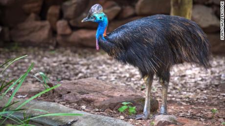 The giant bird that killed its owner is now up for sale