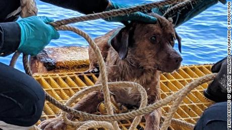 Dog found swimming 135 miles off the coast of Thailand