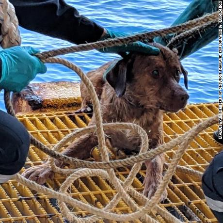 Photos of a dog rescued after being found swimming in the Gulf of Thailand - 220km from the shore. Workers onboard an oil rig noticed the dogs head poking out above the ripples as she paddled through the ocean last April 12 afternoon. 