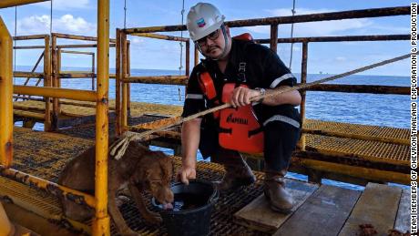 Workers threw a rope around the dog to rescue it from the sea.