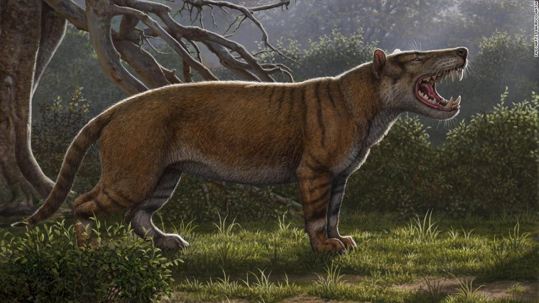 An artist&#39;s illustration of Simbakubwa kutokaafrika, a gigantic carnivore that lived 23 million years ago. It is known from fossils of most of its jaw, portions of its skull and parts of its skeleton. It was a hyaenodont, a now-extinct group of mammalian carnivores, that was larger than a modern-day polar bear.