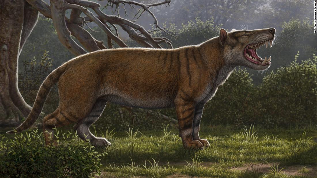 Researchers identify largest carnivorous mammals ever to live on land - CNN