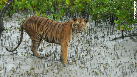 Bengal tigers could vanish from one of their final strongholds