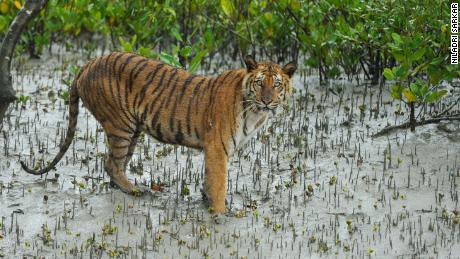 A Bengal tiger in the Sundarbans. 