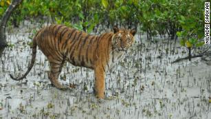 Bengal tigers could vanish from one of their final strongholds