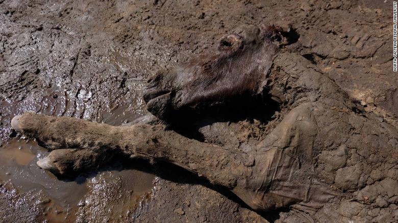 The foal was found in the Batagaika crater.
