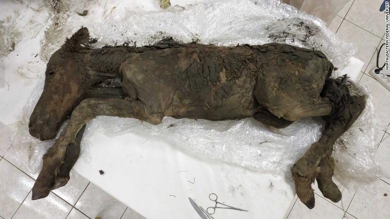 Liquid blood and urine found inside 42,000-year-old foal
